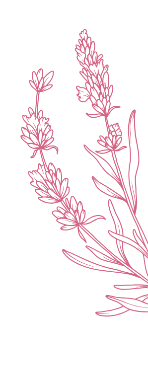 plante rose en illustration