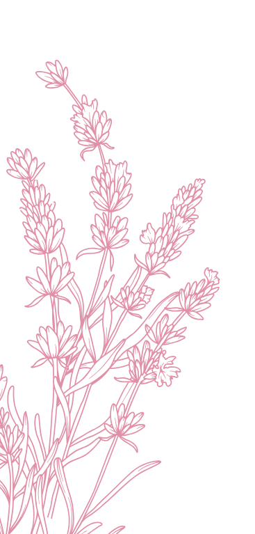 plante rose illustration