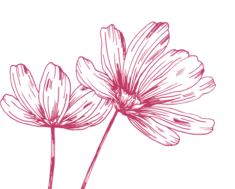 fleur rose d'illustration