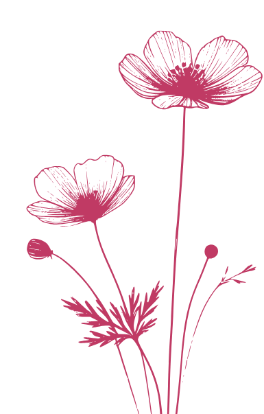 fleur d'illustration rose