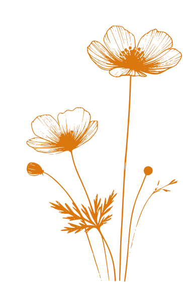 fleur d'illustration