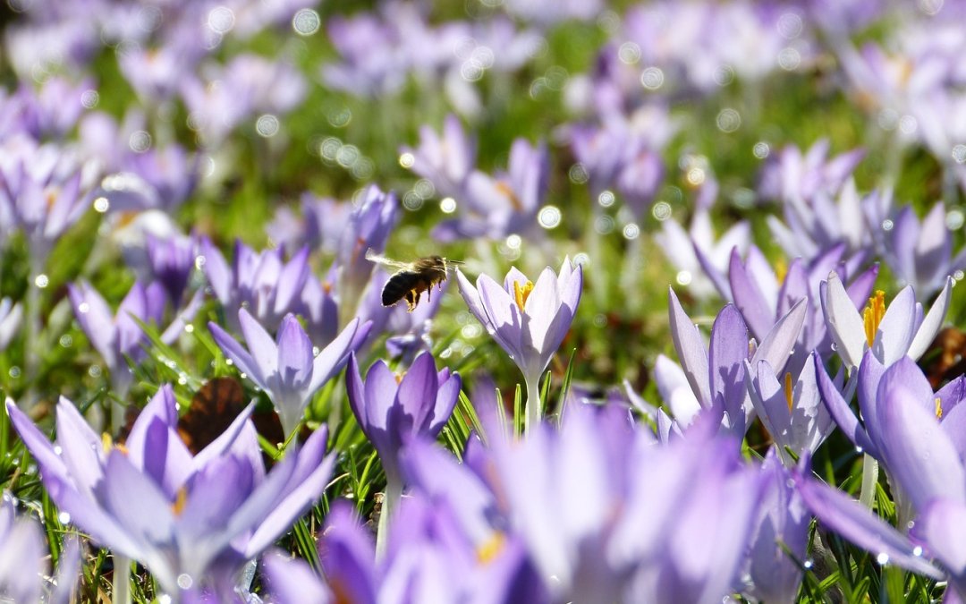 Allergies au pollen : Comment prévenir et soulager les symptômes