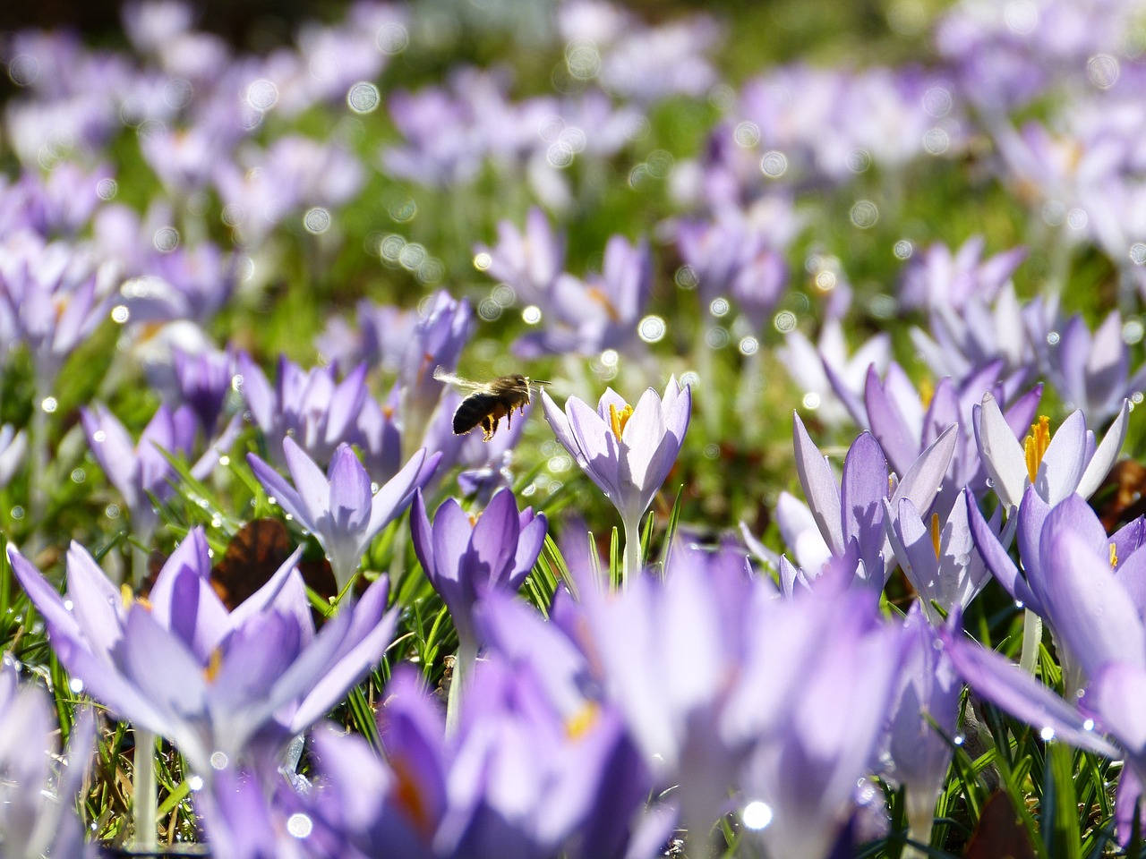 bee-gf7c7e0bdd_1280 fleur violette avec abeille