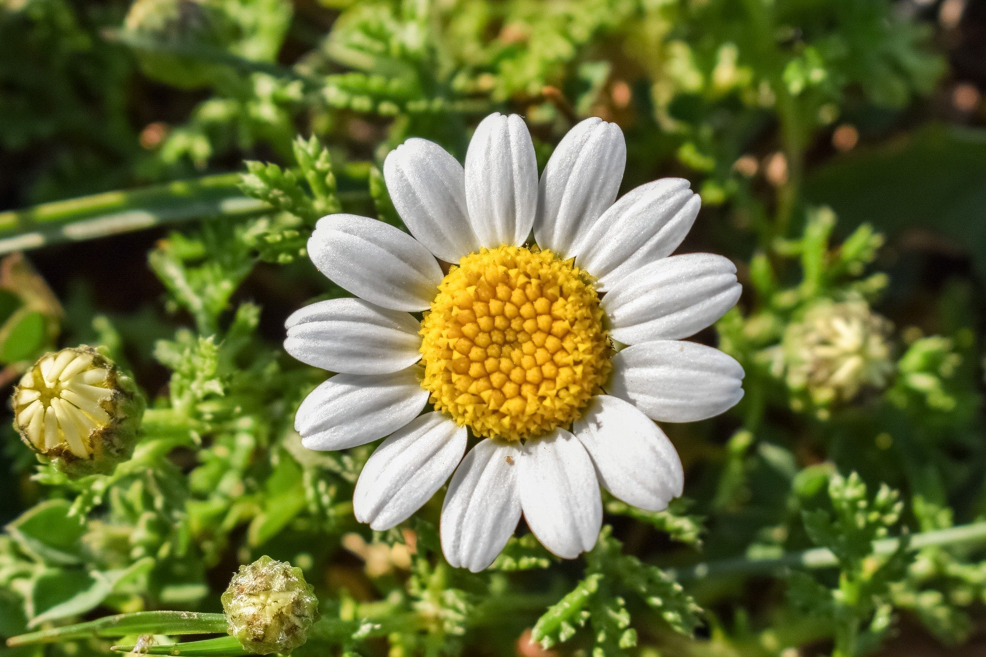 camomile-2080167_1920 tournesol