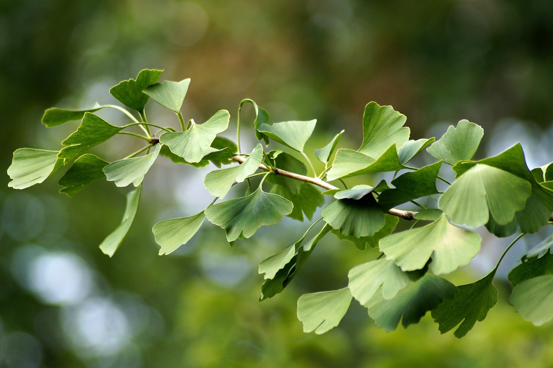 plante