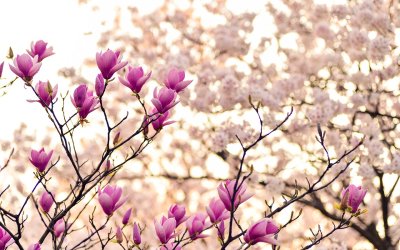 Prenez soin de votre corps au Printemps : la Cure Détox selon la Naturopathie