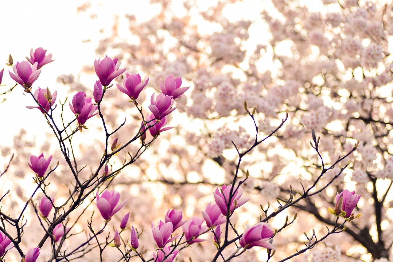 rose sur arbre
