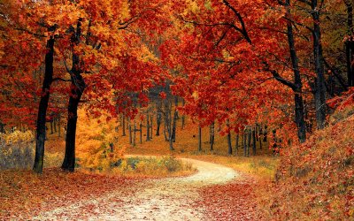 Conseils Naturopathiques pour une Transition Saine vers l’Automne : Renforcez  votre Immunité et Bien-être