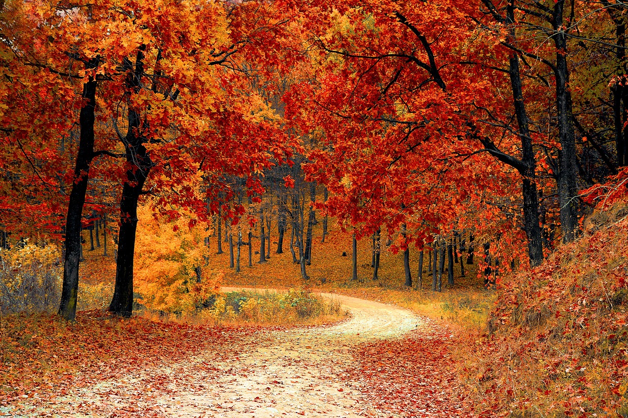 arbre en automne